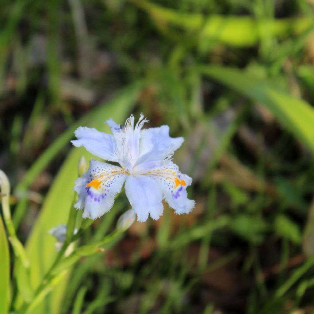 Iris japonica - Lírio japonês