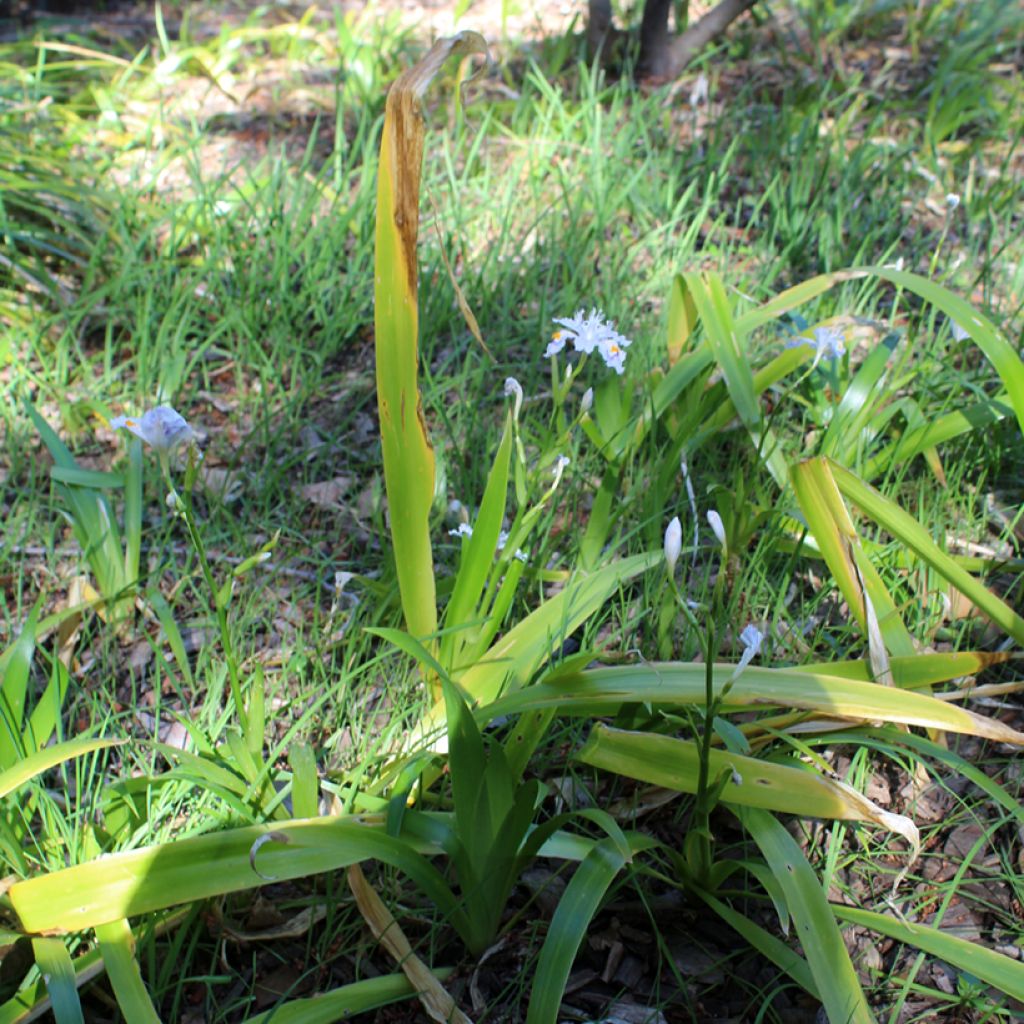 Iris japonica - Lírio japonês