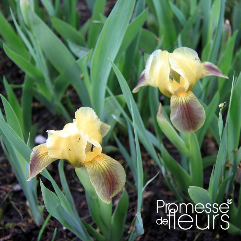 Iris pumila Green Spot - Giaggiolo
