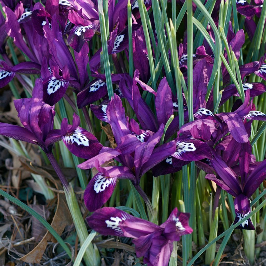Iris reticulata Pauline