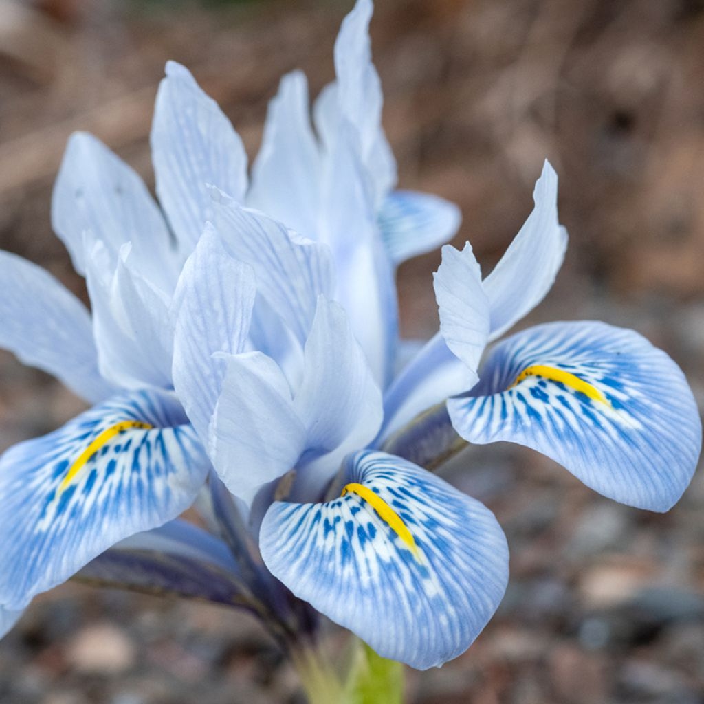 Iris reticulata Sheila Ann Germaney - Iris réticulé