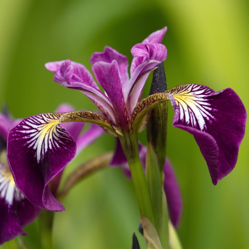 Iris versicolor Berlin Versilaev