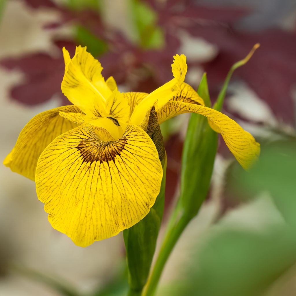 Iris Berlin Tiger - Iris d’eau hybride