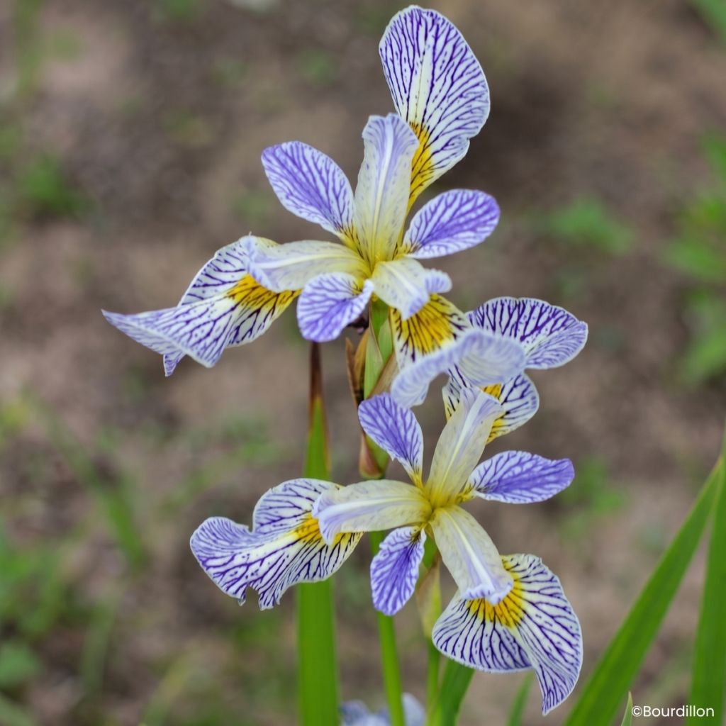 Iris Roy's Repeater - Iris d'eau