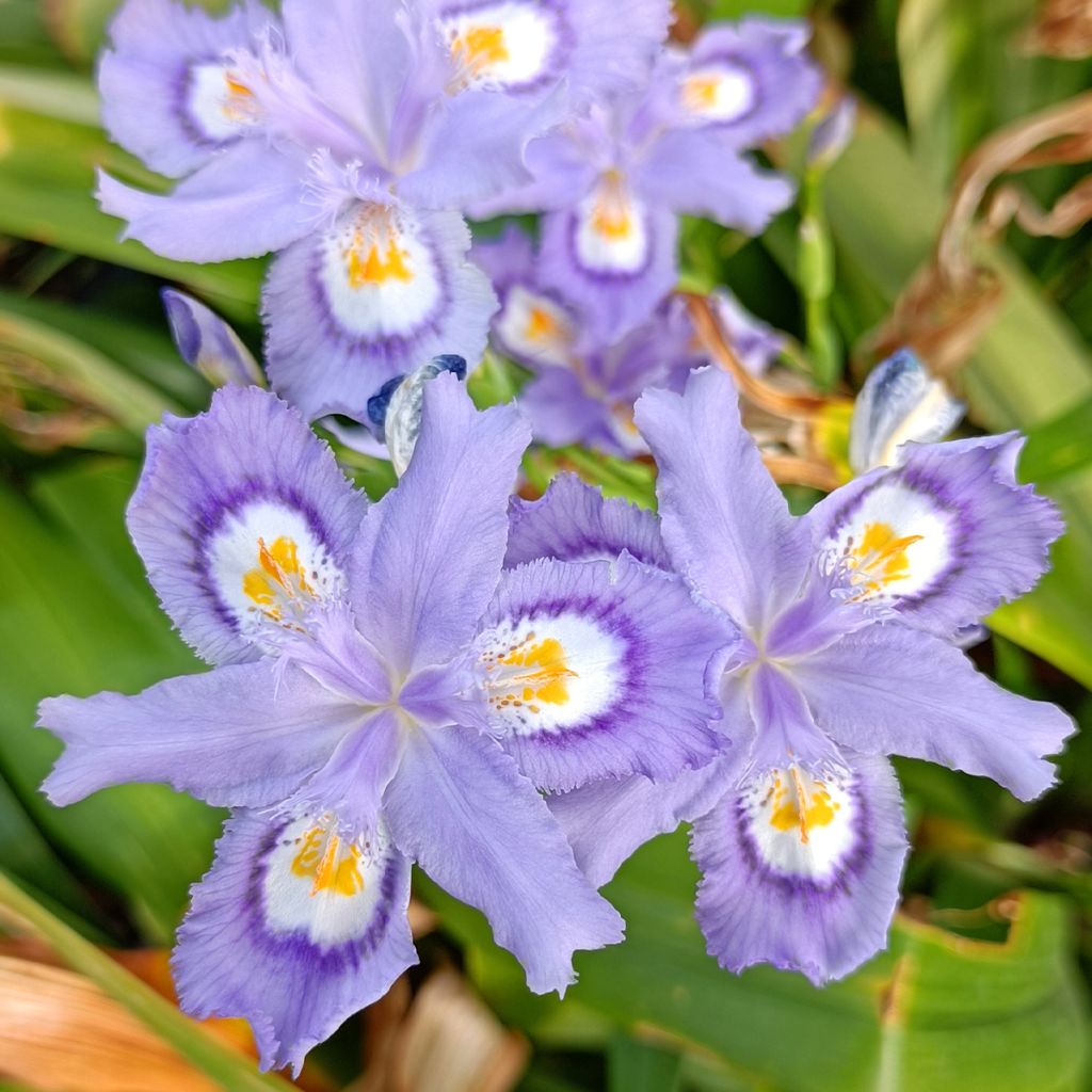 Iris confusa Martyn Rix - Iris bambou