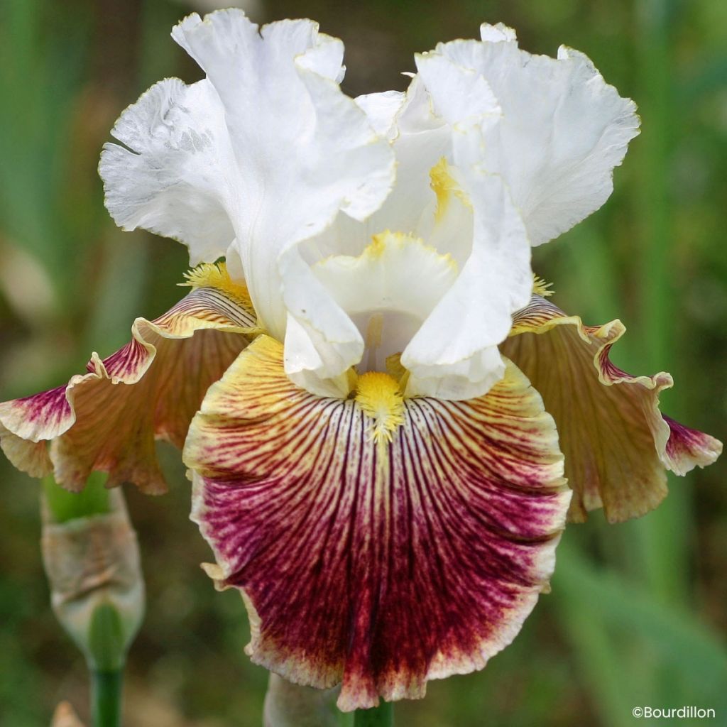 Iris germanica Scatterbrain - Grand Iris des Jardins