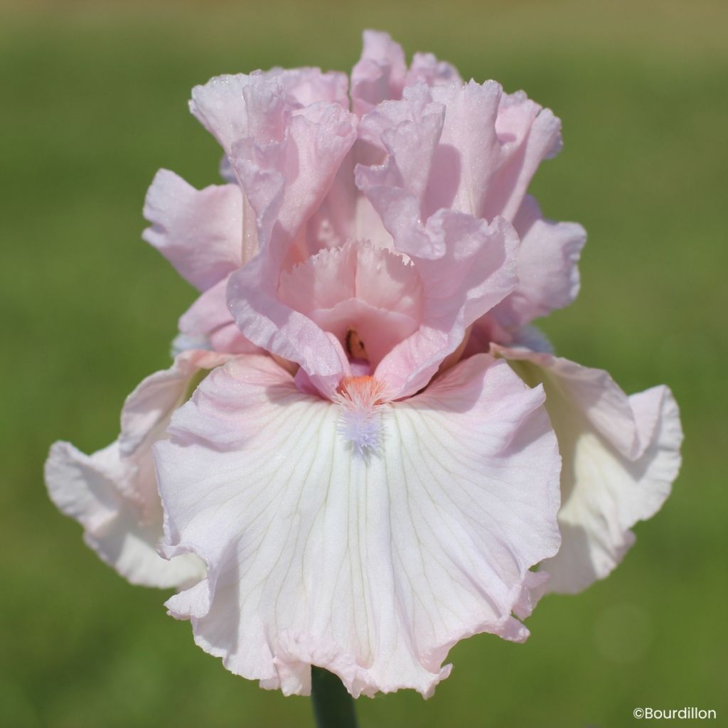 Iris germanica Vanity Girl - Grand Iris des Jardins