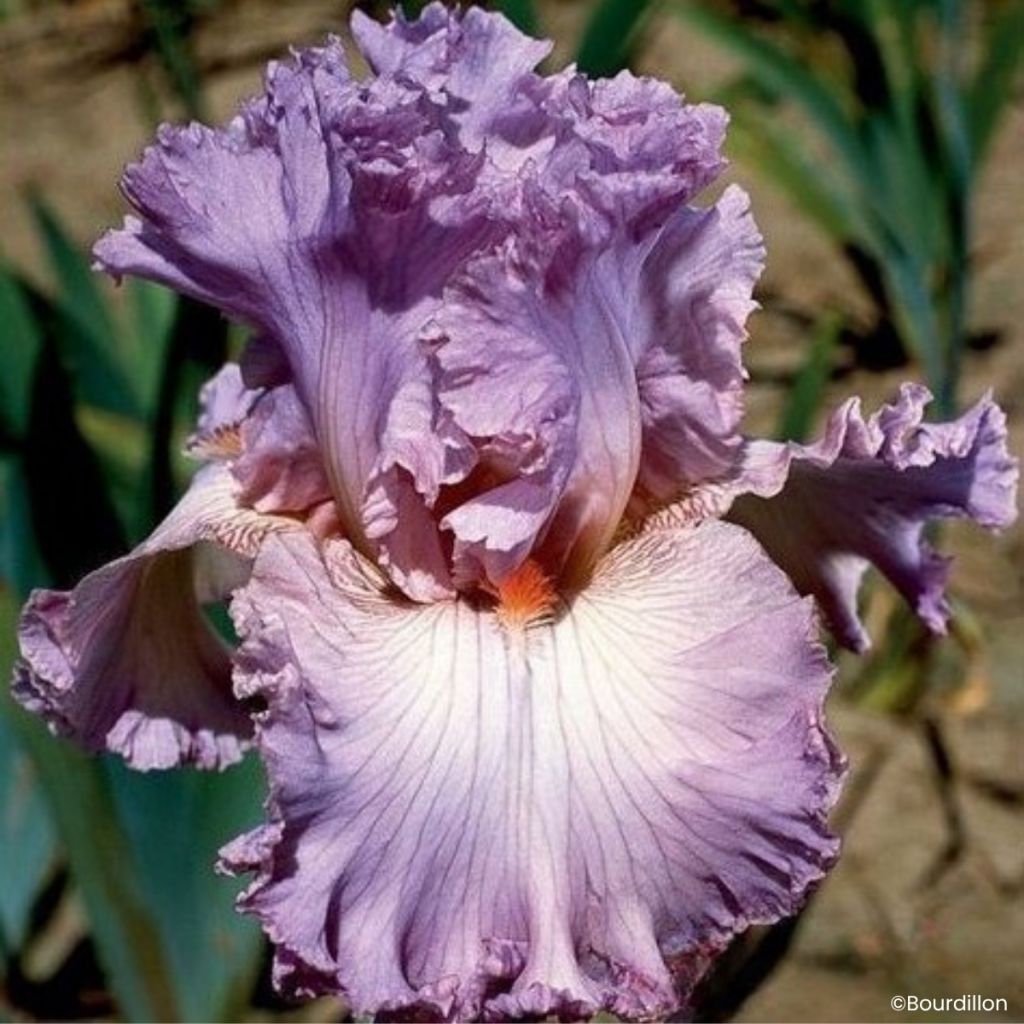 Iris germanica Vienna Waltz - Grand Iris des Jardins