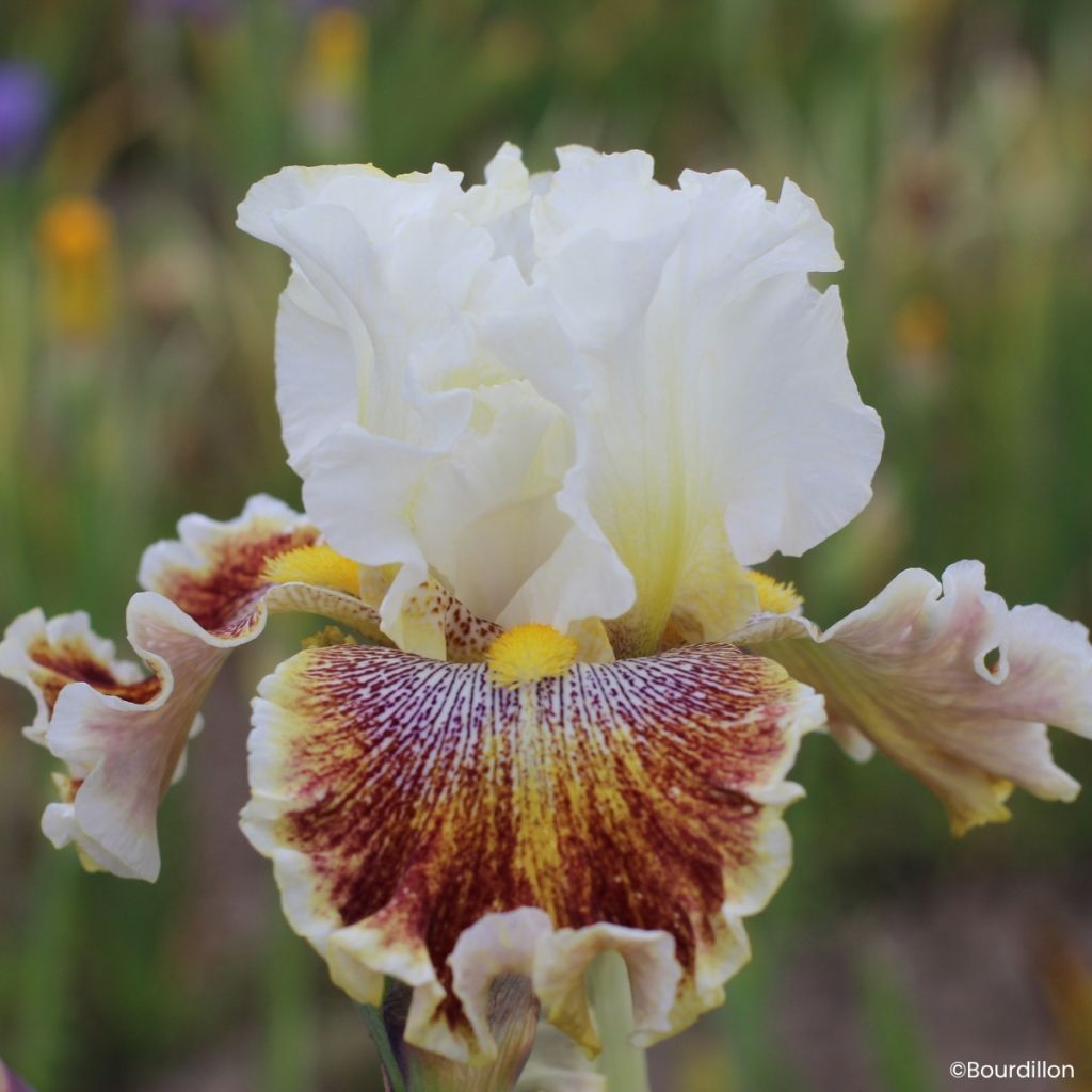 Iris germanica Wonder Never Cease - Grand Iris des Jardins