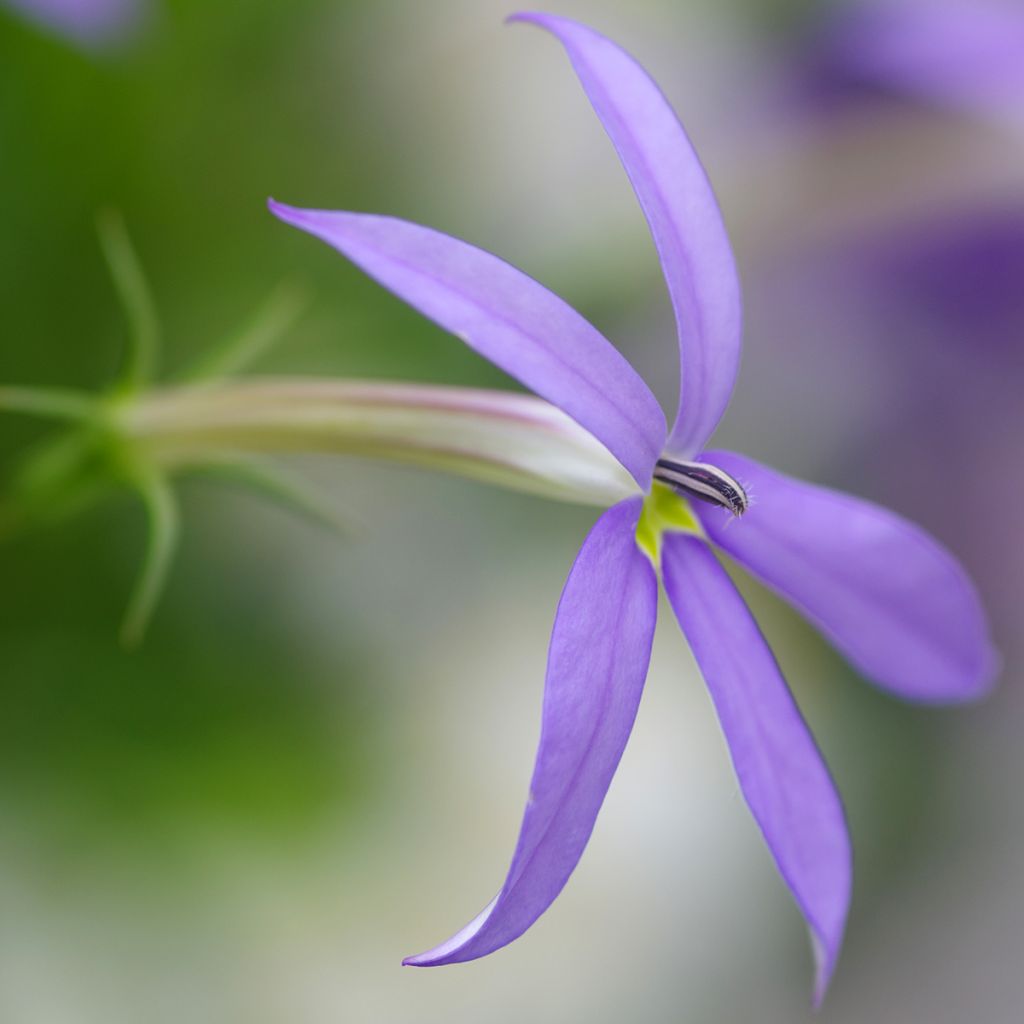 Laurentia ou Isotoma Stella Blue