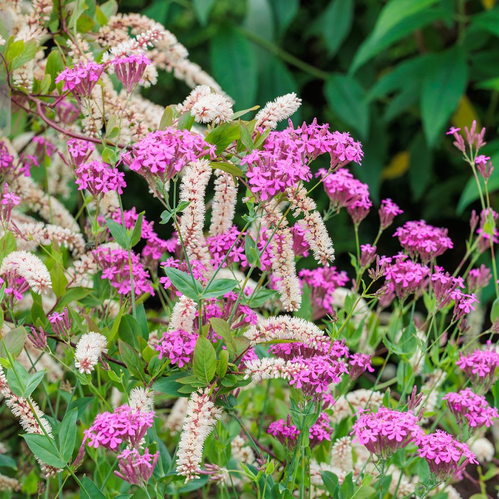 Itea virginica - Itéa de Virginie