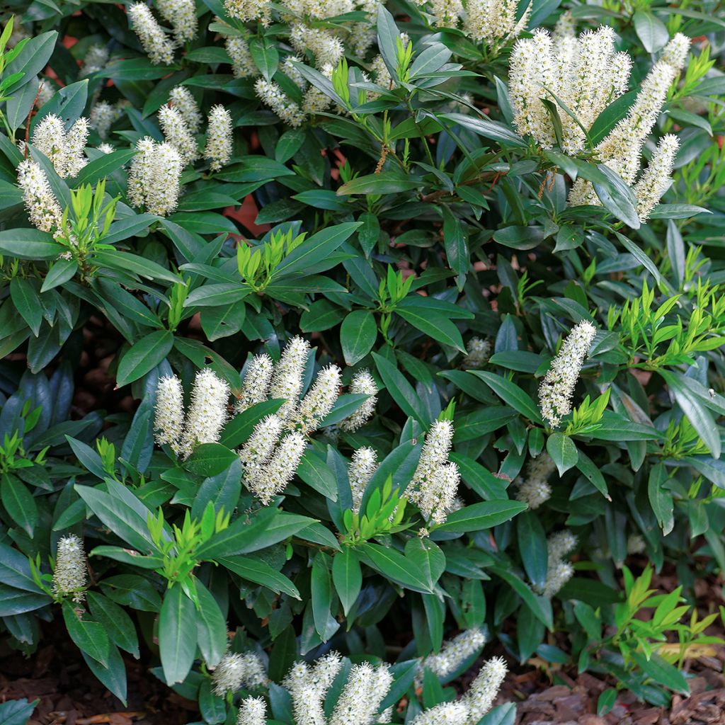 Itea virginica Little Henry - Itéa de Virginie