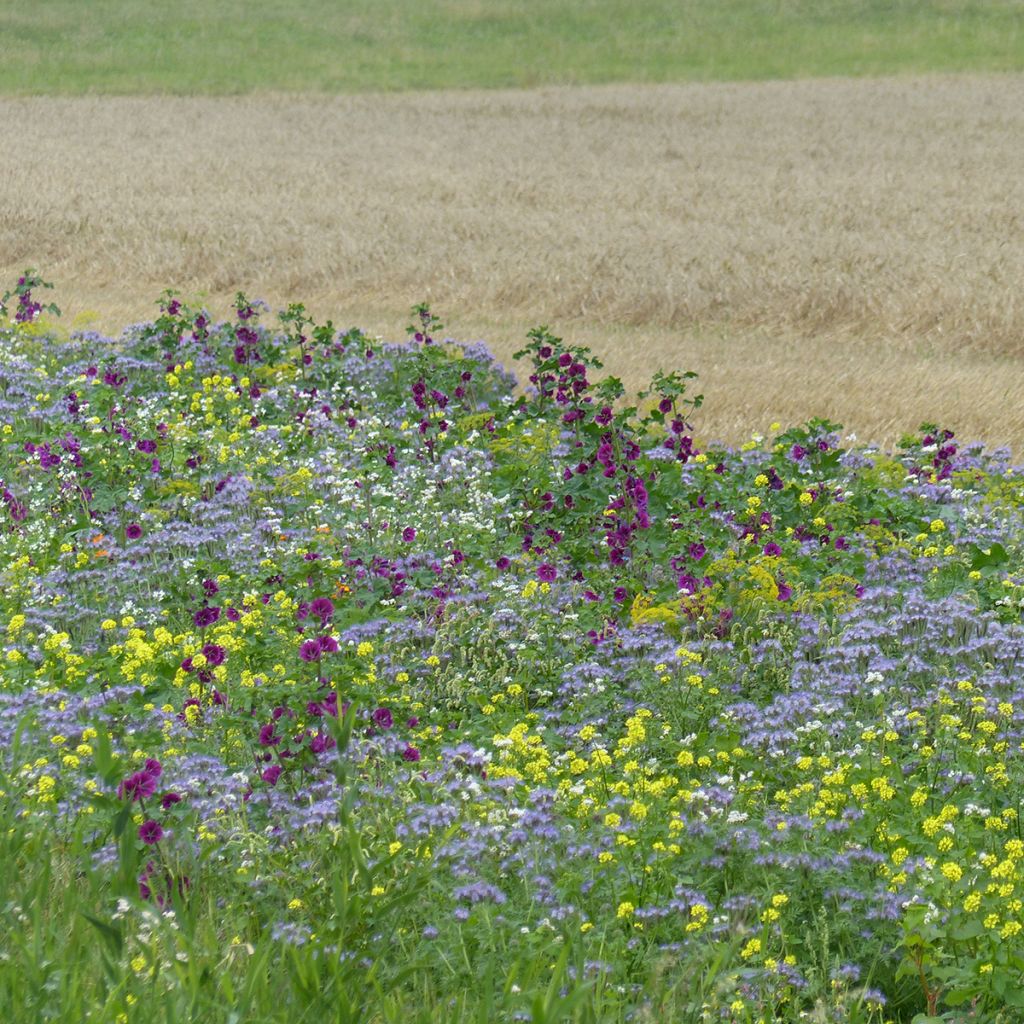 Jachère mellifère Tübinger BIO
