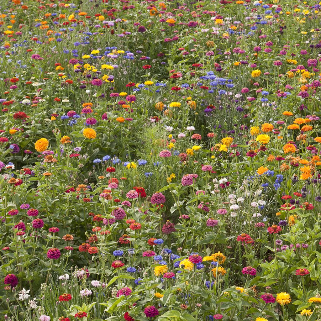 Jachère de fleurs courtes Belle France