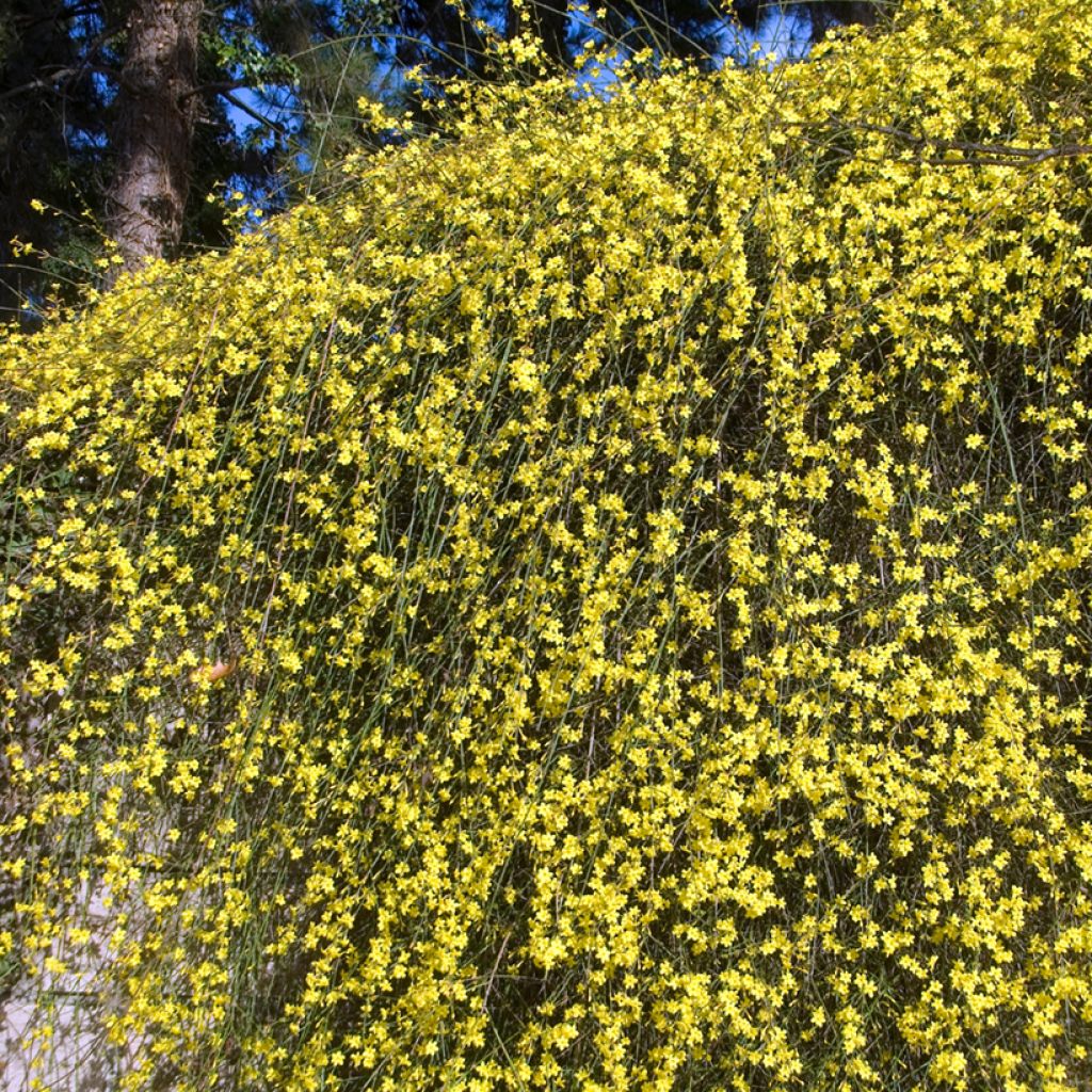Jasmin d'hiver - Jasminum nudiflorum