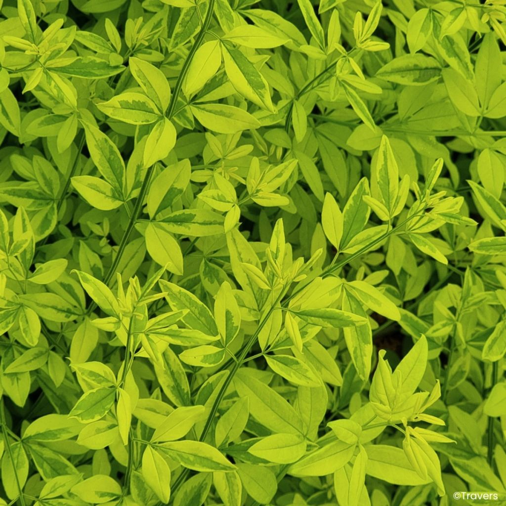 Jasmin primevère Goldtouch - Jasminum mesnyi