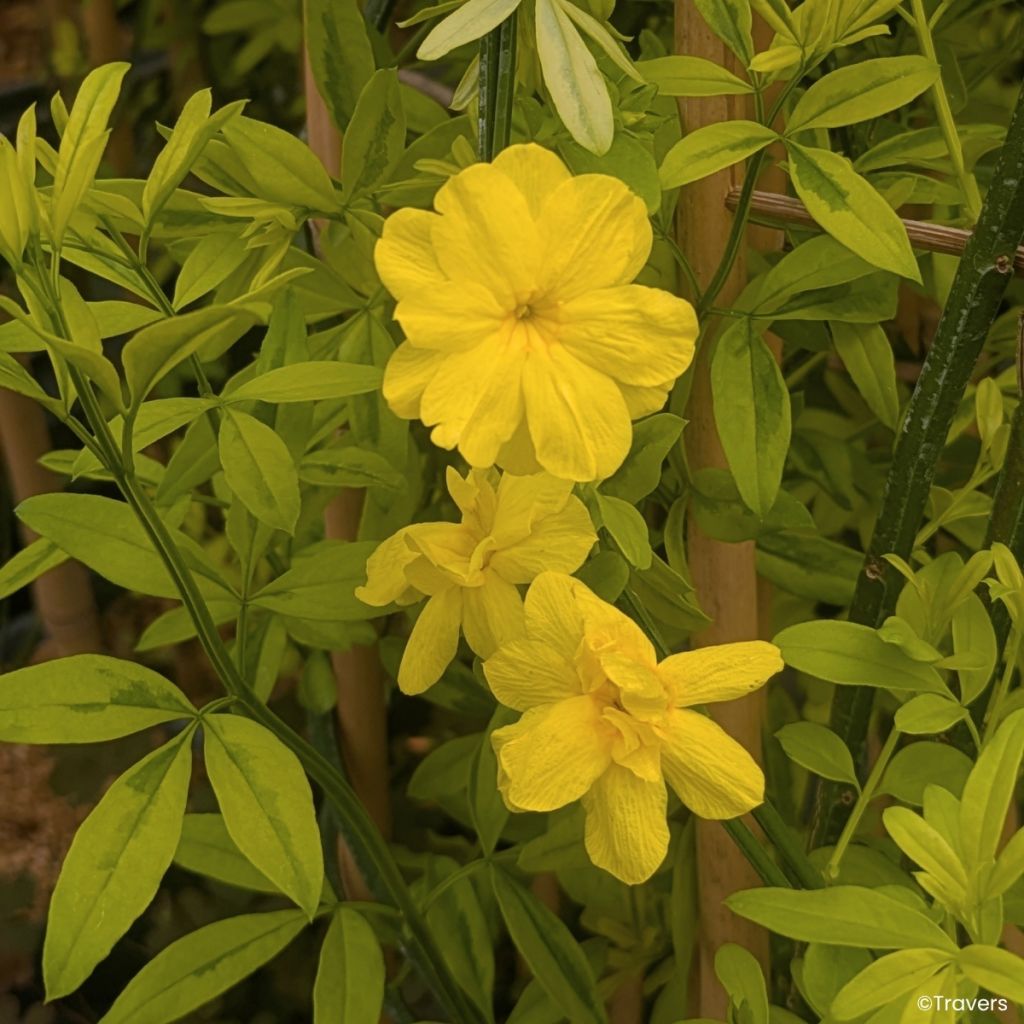 Jasmin primevère Goldtouch - Jasminum mesnyi