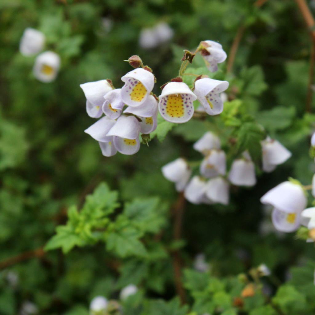 Jovellana violacea