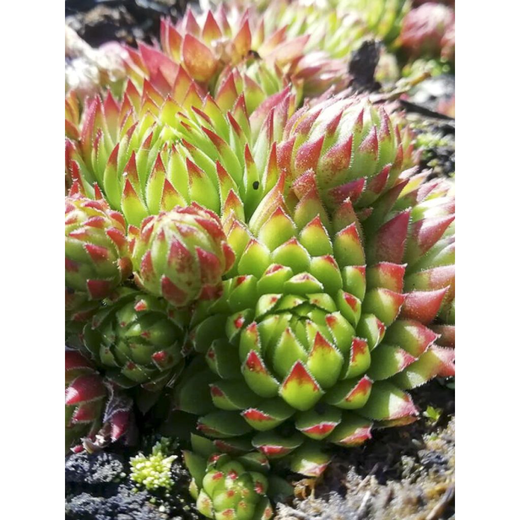 Jovibarba sobolifera Green Globe - Siempreviva, Vulneraría