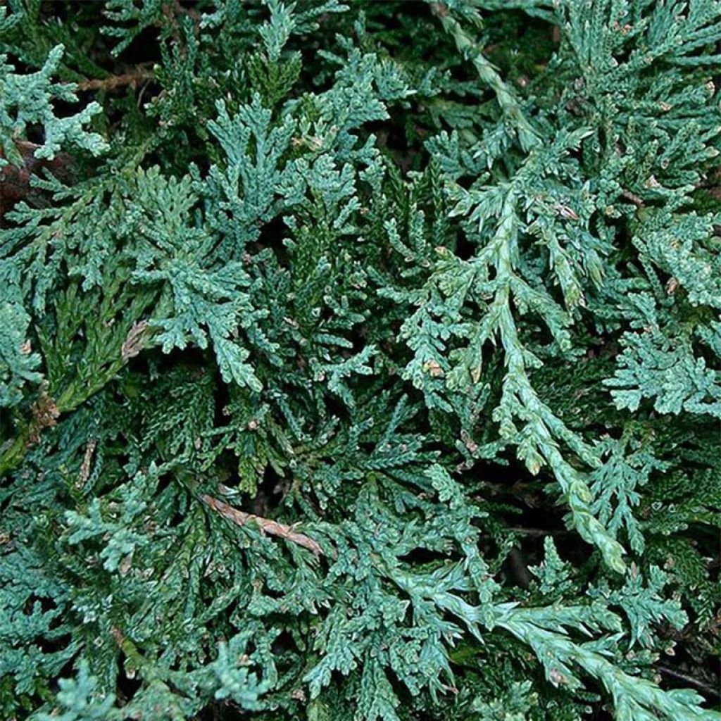 Juniperus horizontalis Wiltonii - Genévrier rampant