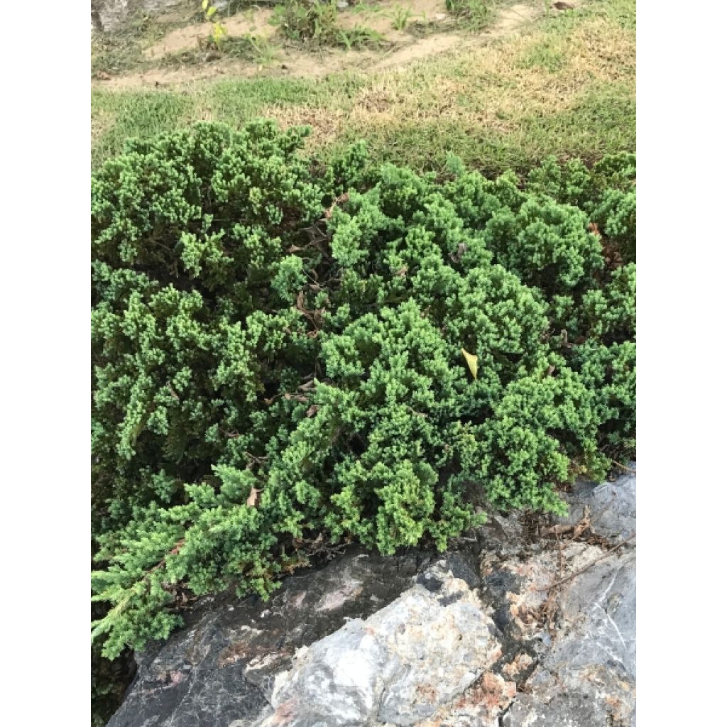 Juniperus horizontalis Wiltonii