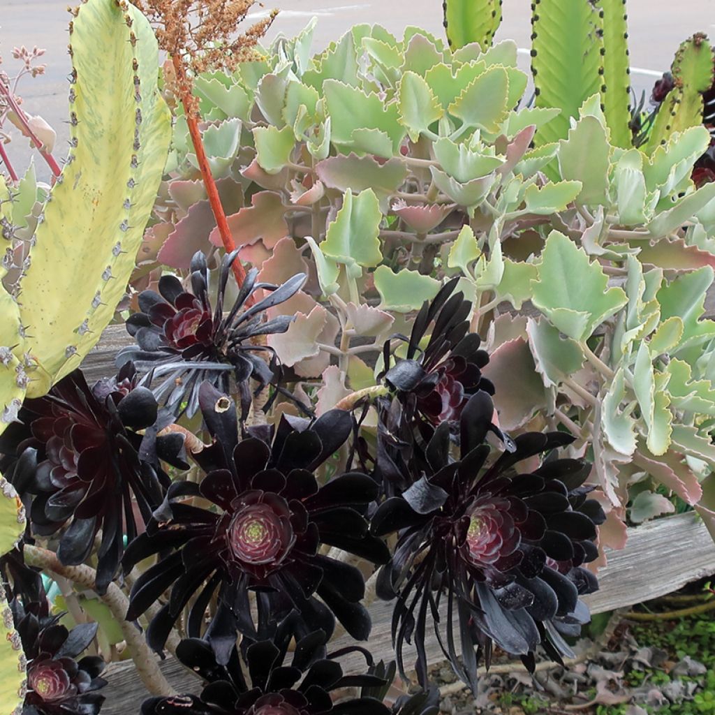 Kalanchoe beharensis Oak Leaf
