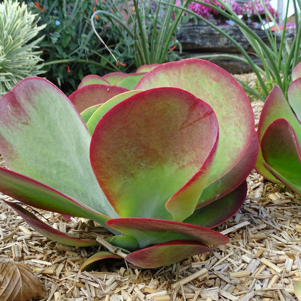 Kalanchoe thyrsiflora Bronze Sculpture