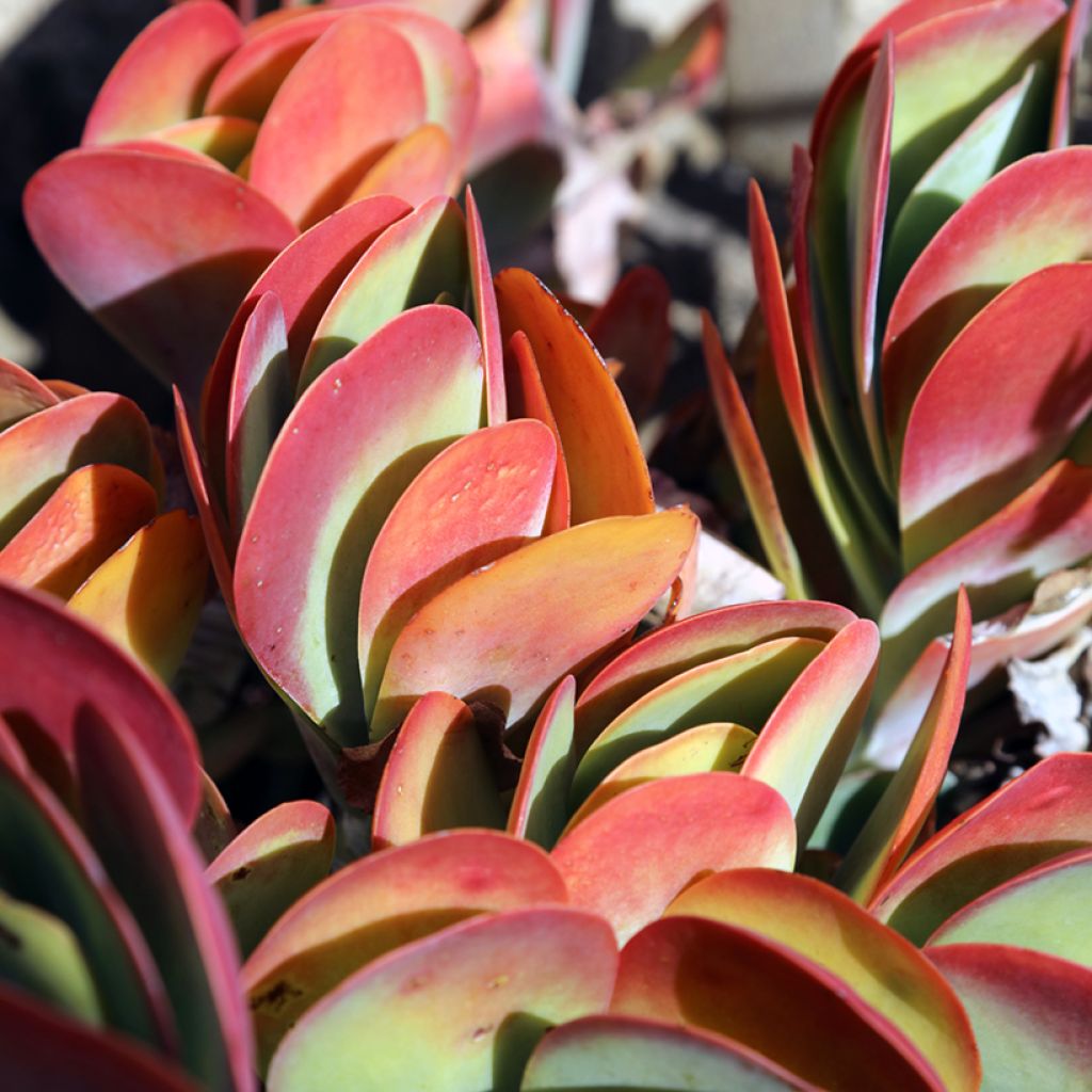 Kalanchoe thyrsiflora