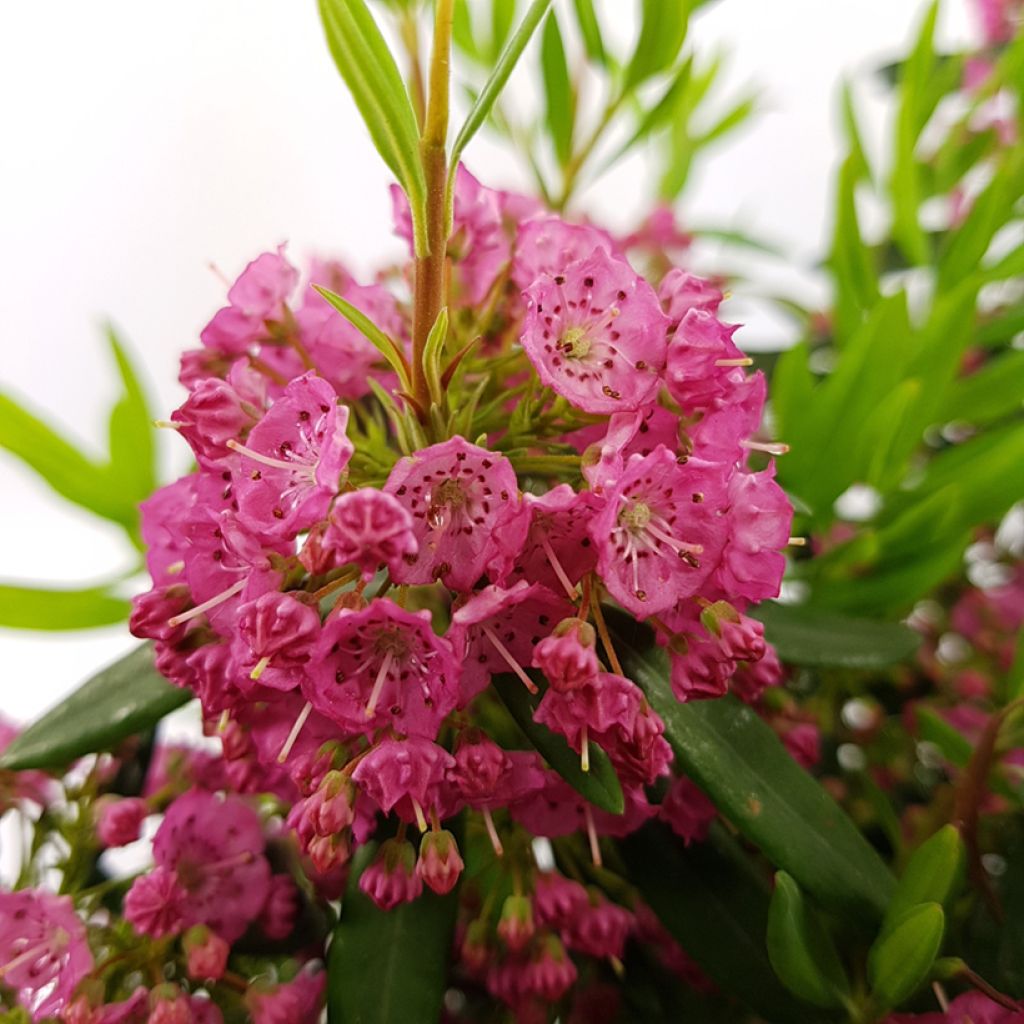 Kalmia angustifolia Rubra