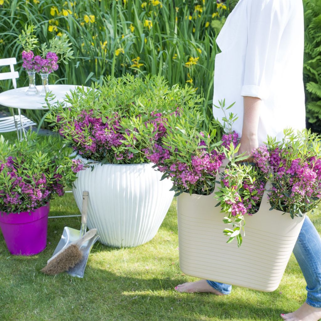 Kalmia angustifolia Rubra