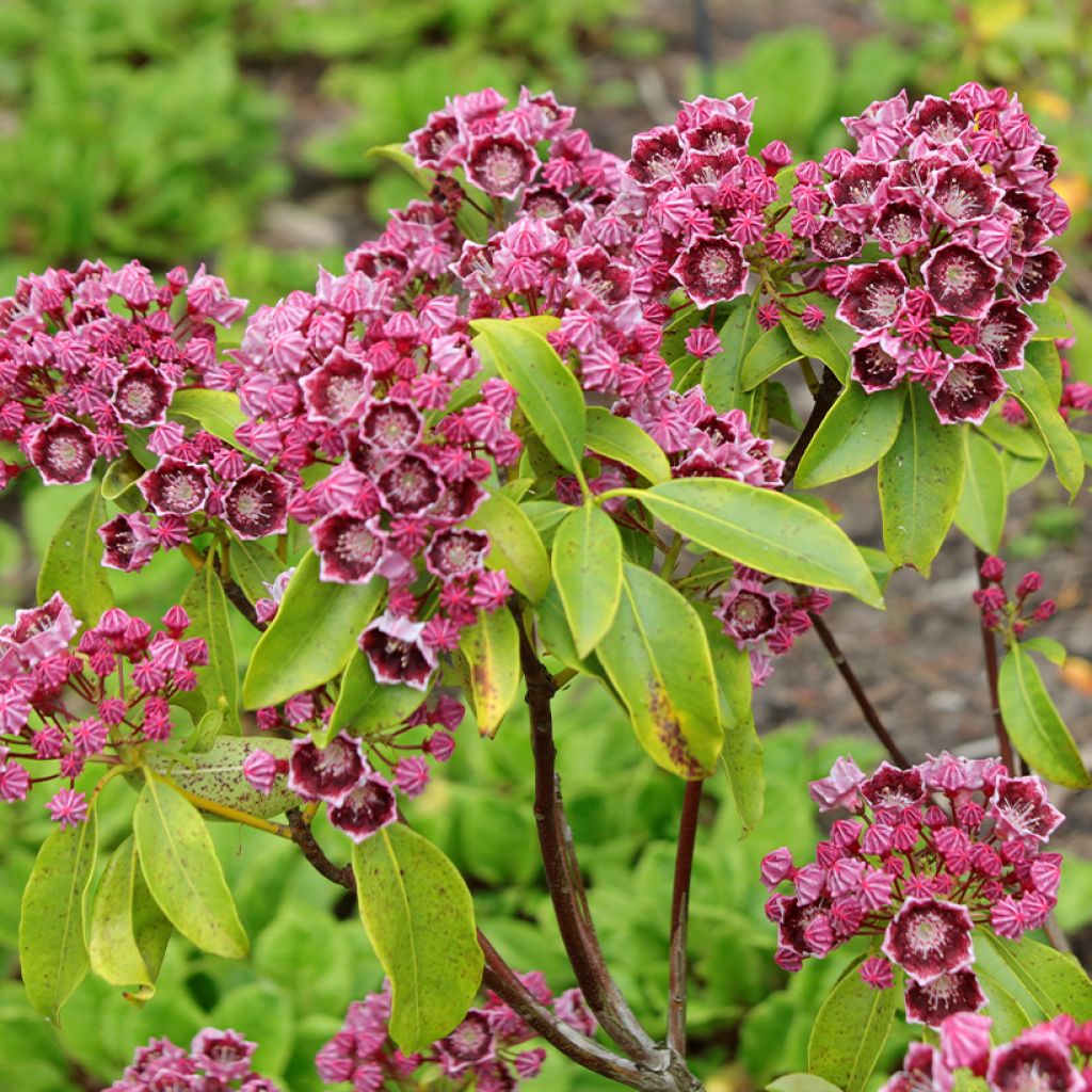 Kalmia latifolia Latchmin - Laurier des montagnes
