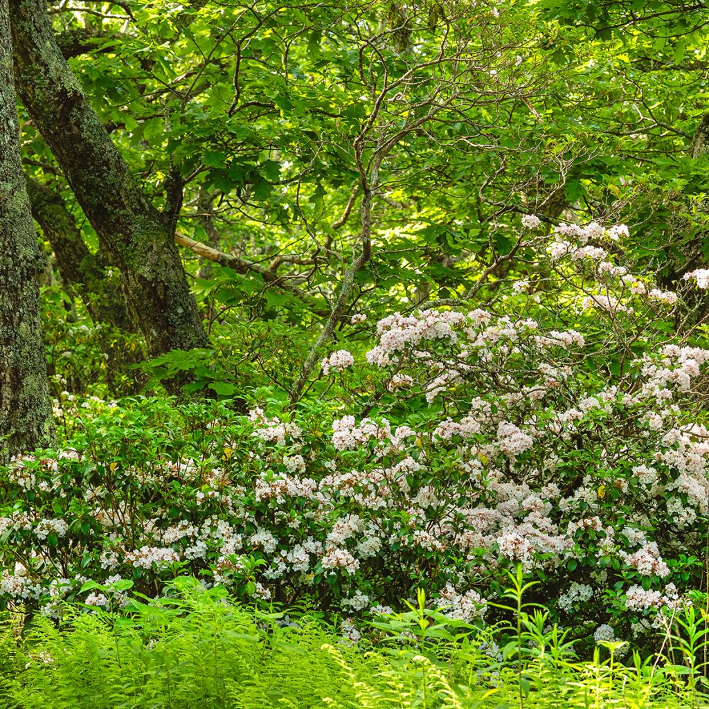 Kalmia latifolia - Laurier des montagnes rose pâle