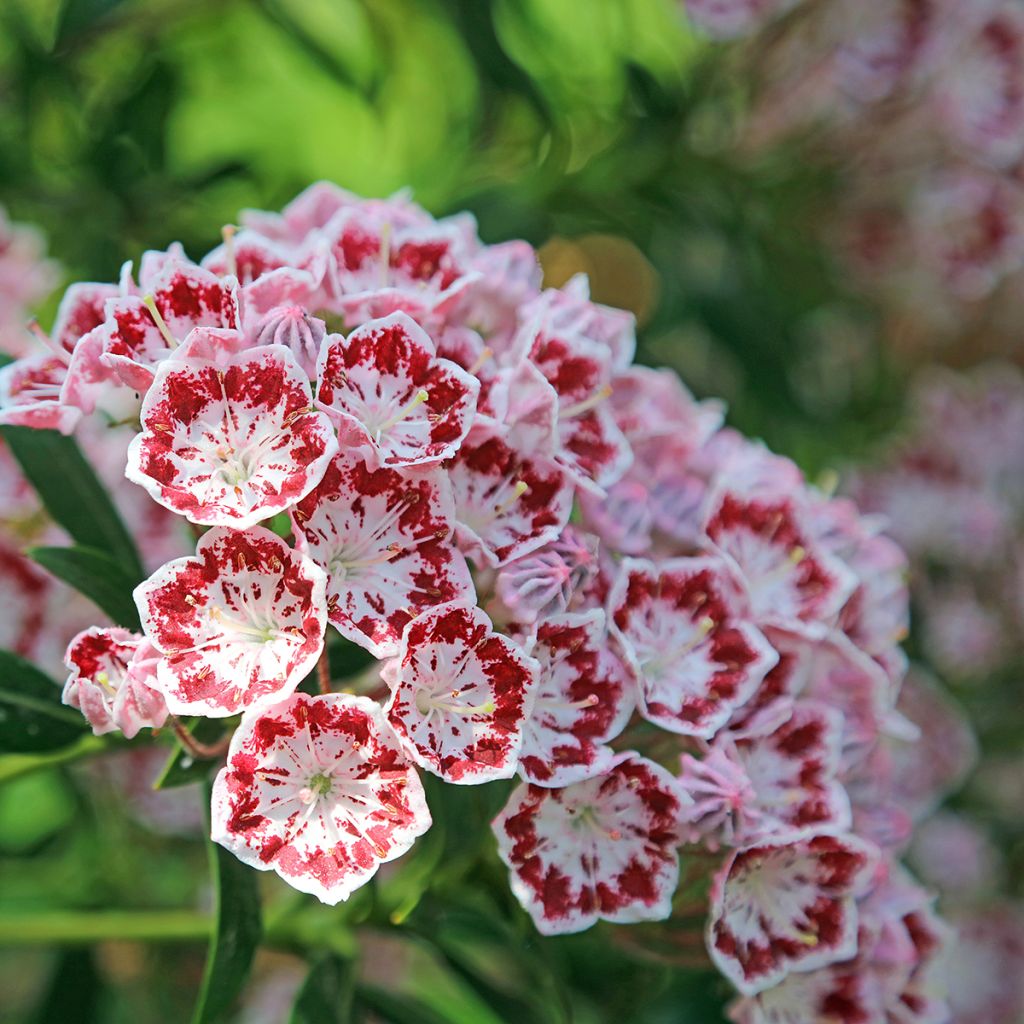 Kalmia latifolia Minuet - Laurier des montagnes