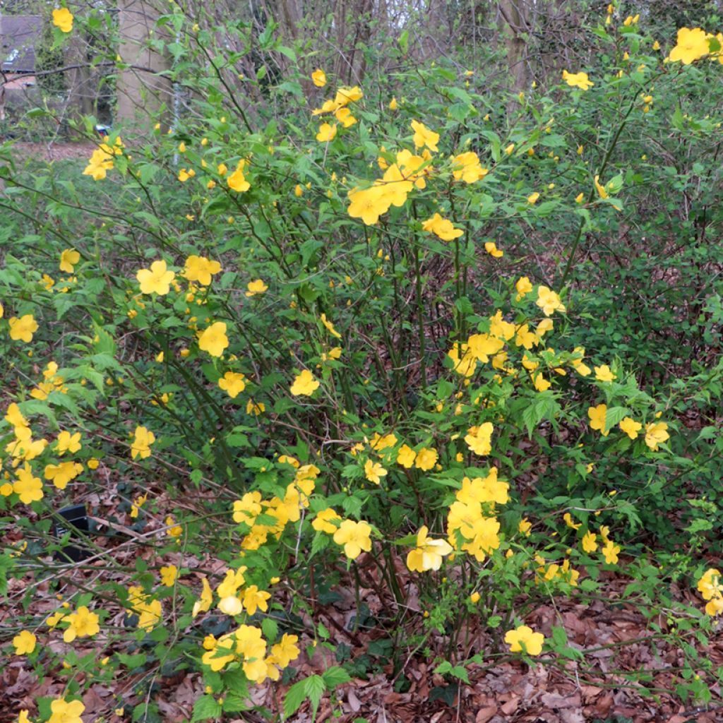 Kerria japonica - Corète du Japon