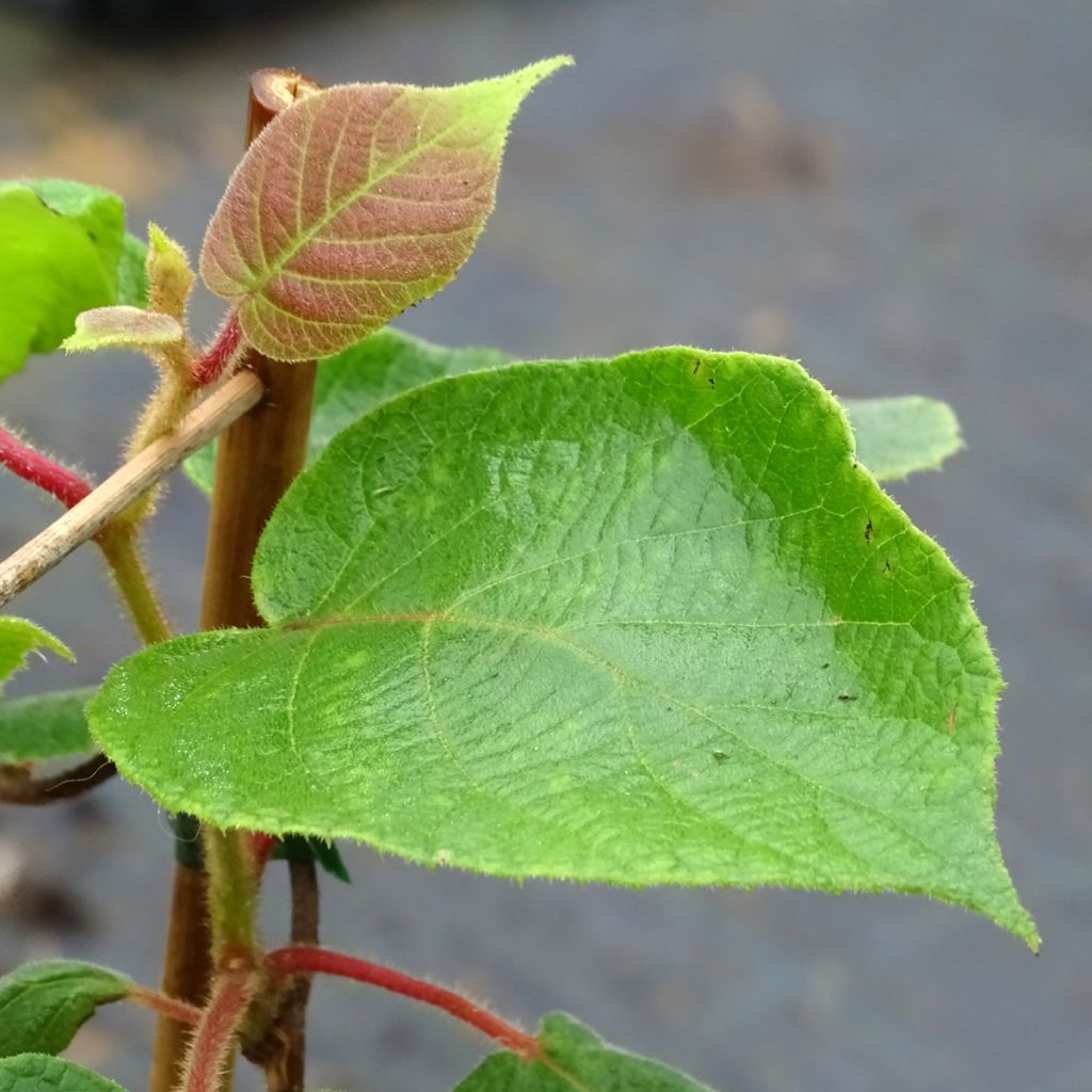 Kiwi Tomuri (mâle) - Actinidia deliciosa