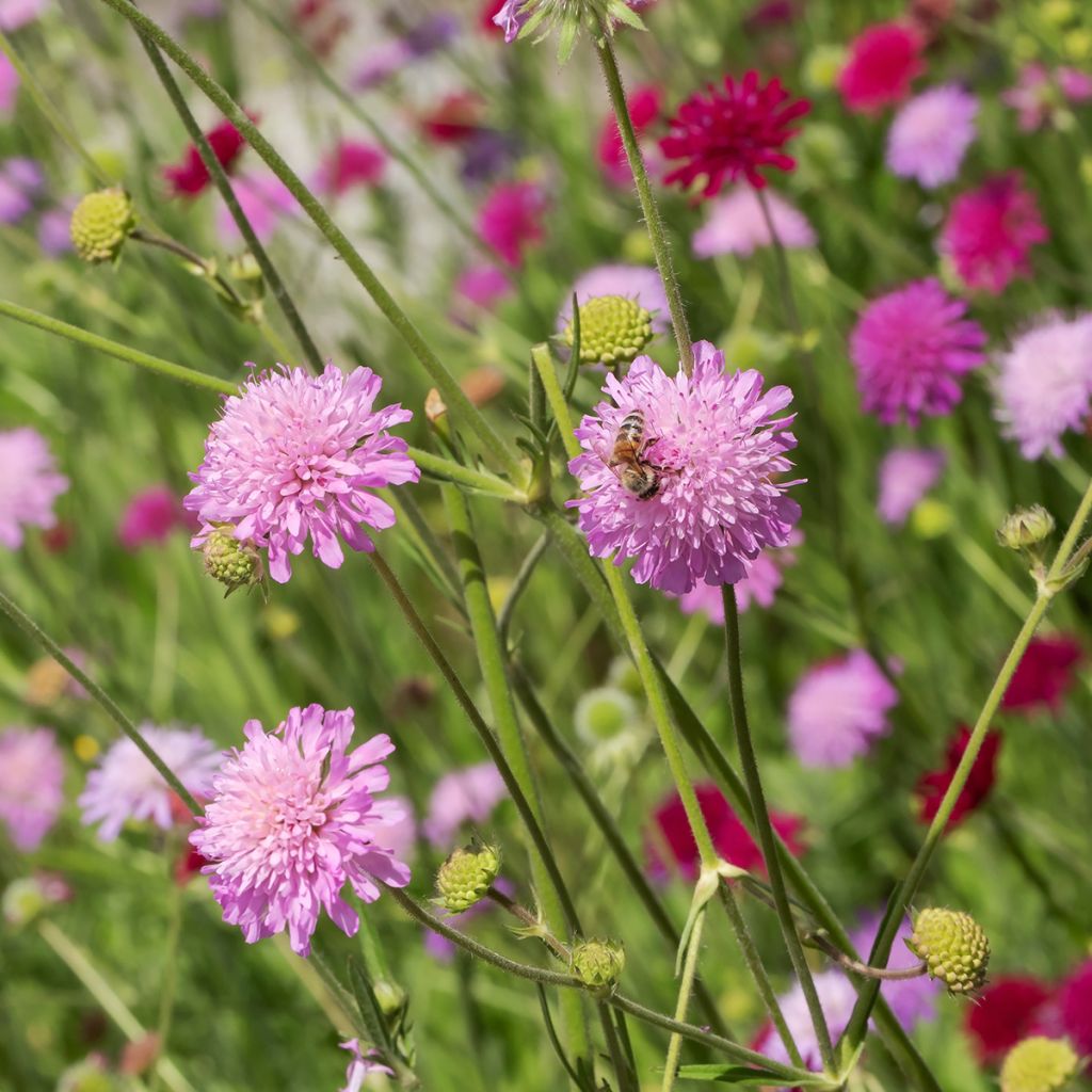 Knautia macedonica Melton Pastels - Knautie de Macédoine