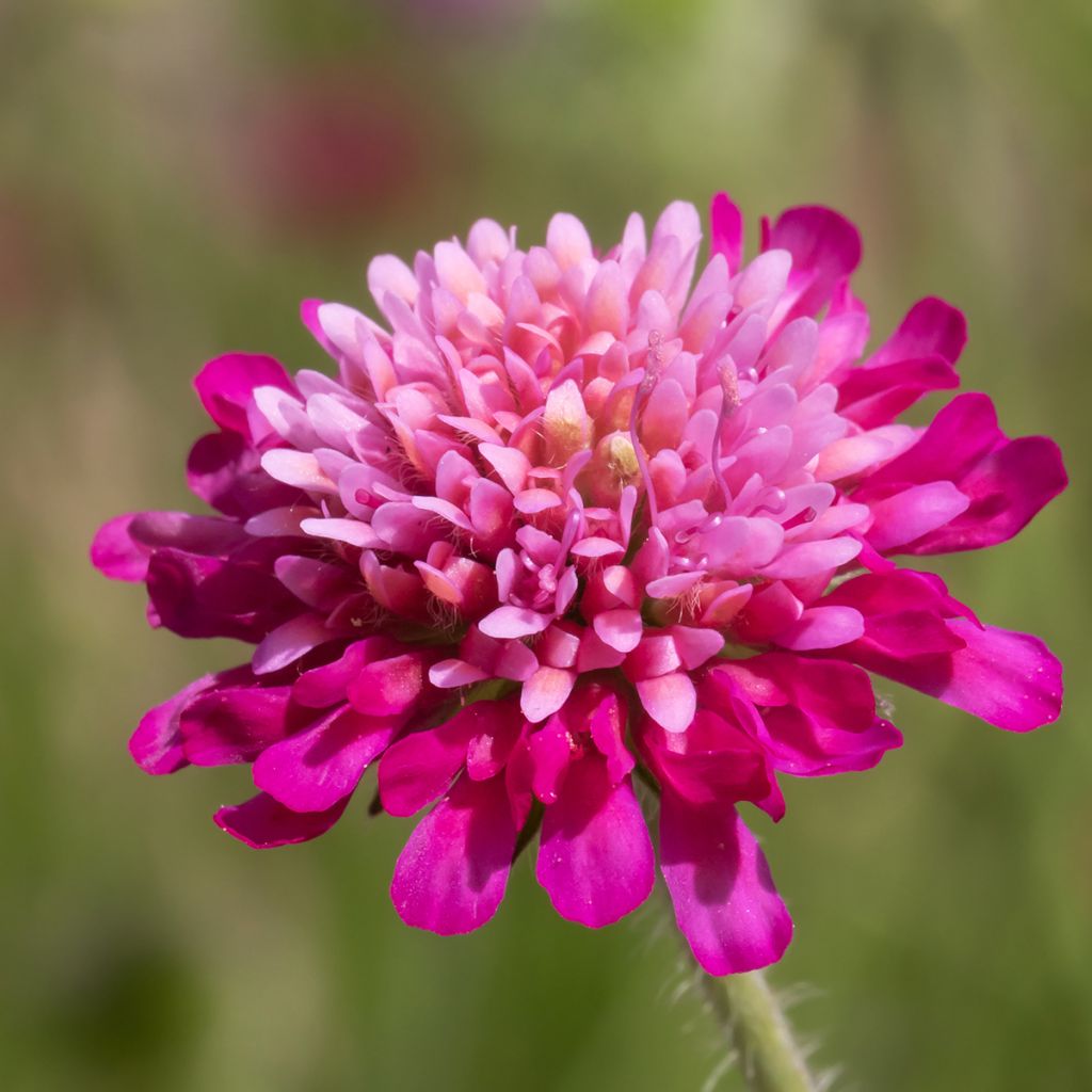 Knautia macedonica Melton Pastels - Knautie de Macédoine