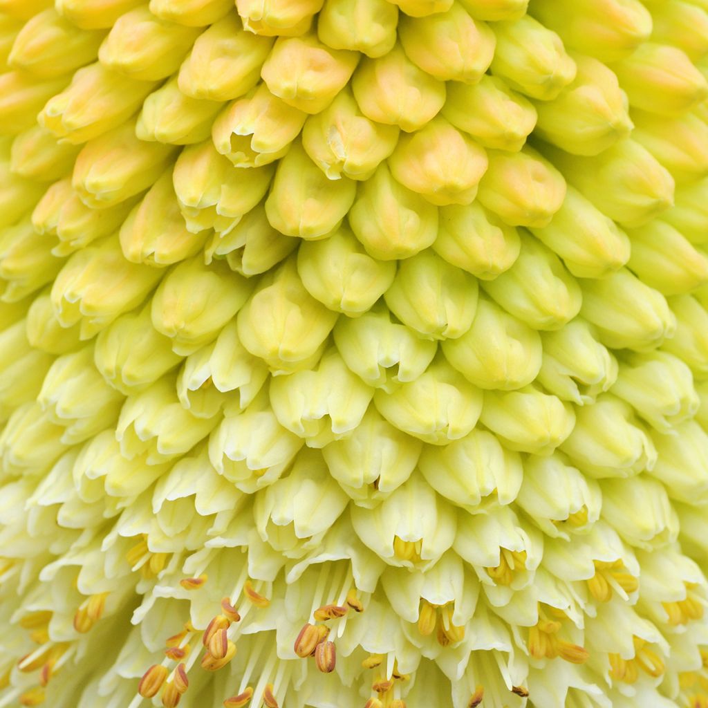 Kniphofia northiae - Tritoma bicolore jaune pâle et orangé