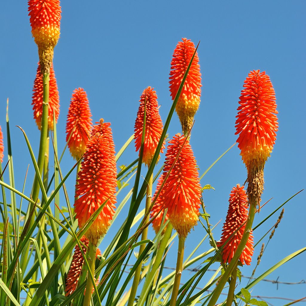 Kniphofia northiae - Tritoma bicolore jaune pâle et orangé