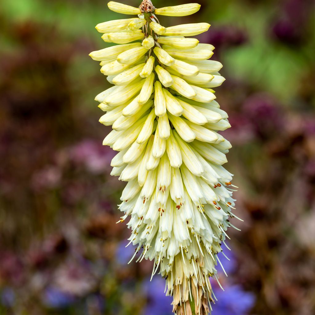 Kniphofia Magical Snow Torch - Tritoma