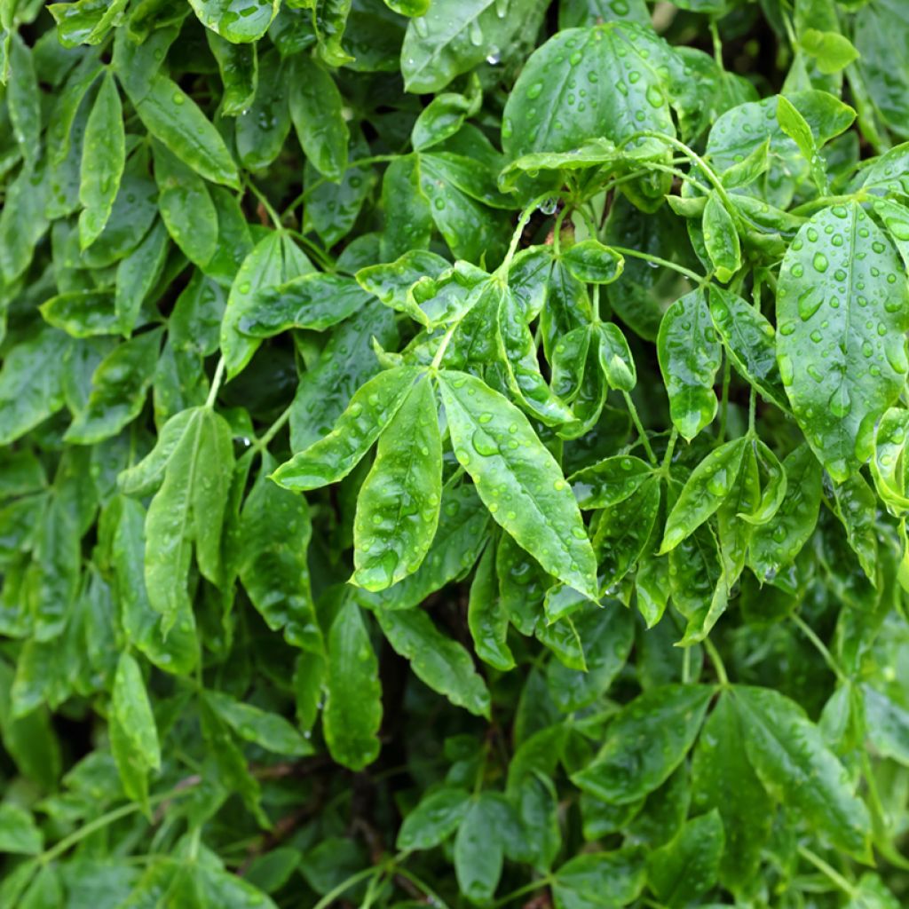 Laburnum alpinum Pendulum