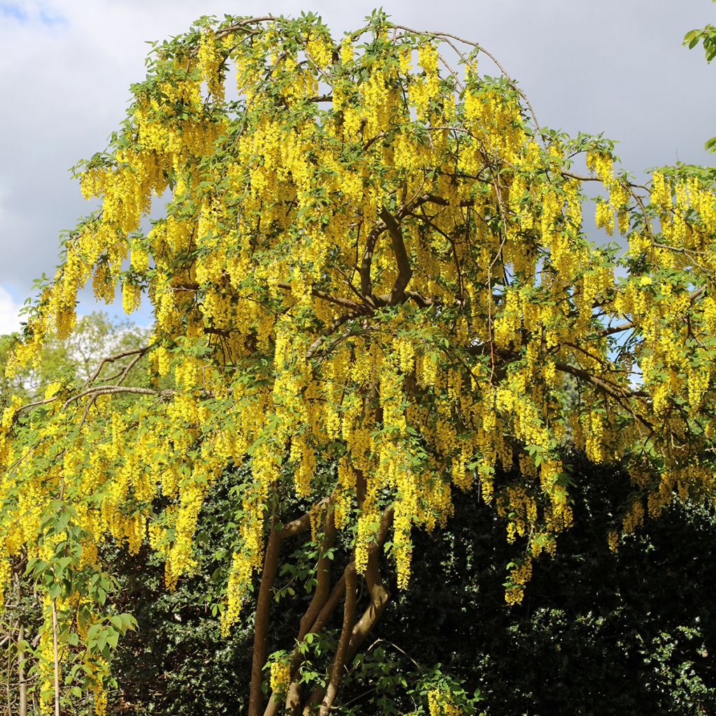 Graines de Cityse - Laburnum anagyroides