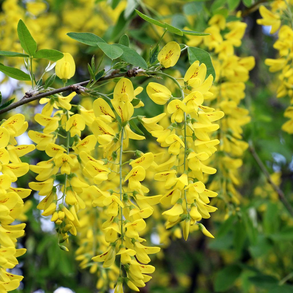 Graines de Cityse - Laburnum anagyroides