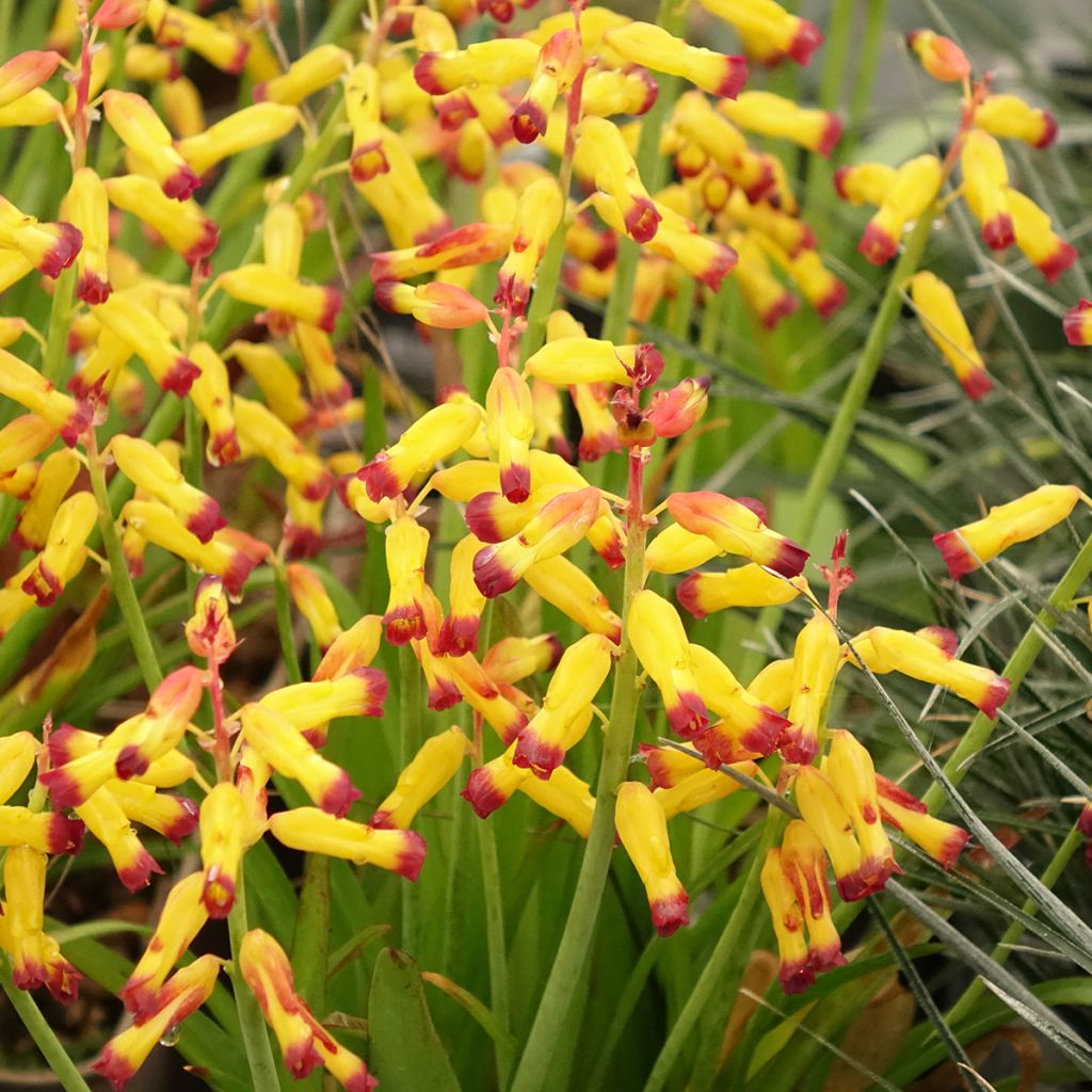 Lachenalia African Beauty Namakwa - Coucou du Cap