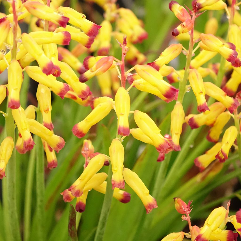 Lachenalia African Beauty Namakwa - Coucou du Cap