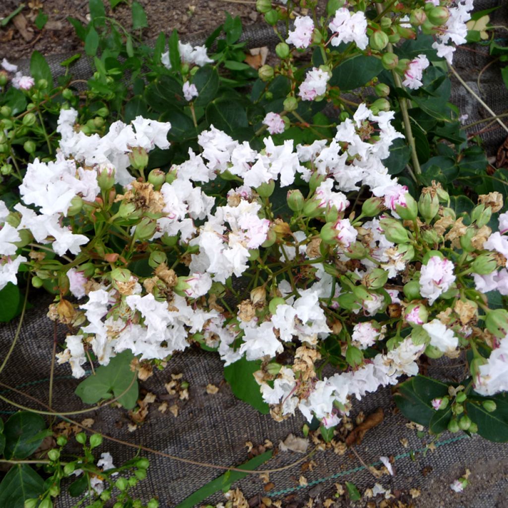 Lagerstroemia indica Petite Snow - Lilas des Indes