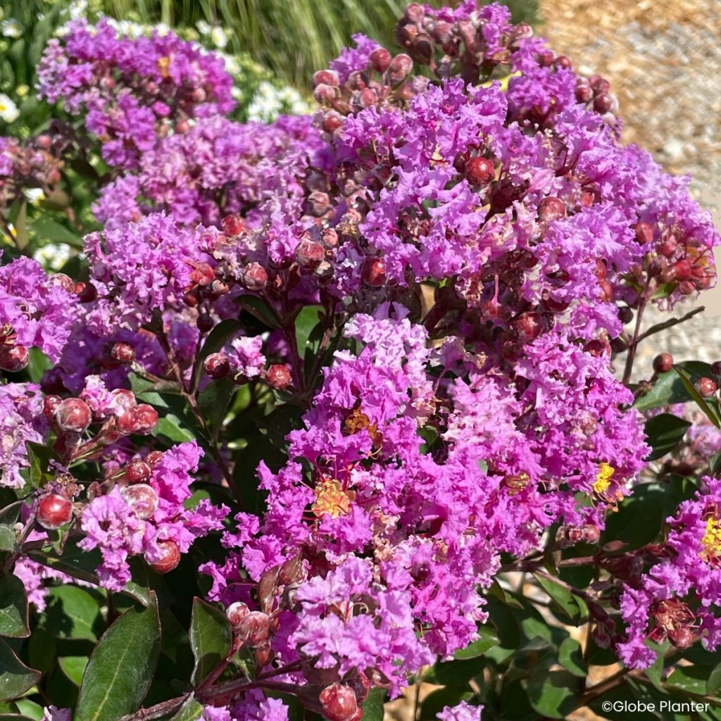 Lagerstroemia Gourmet Violetta - Lilas des Indes