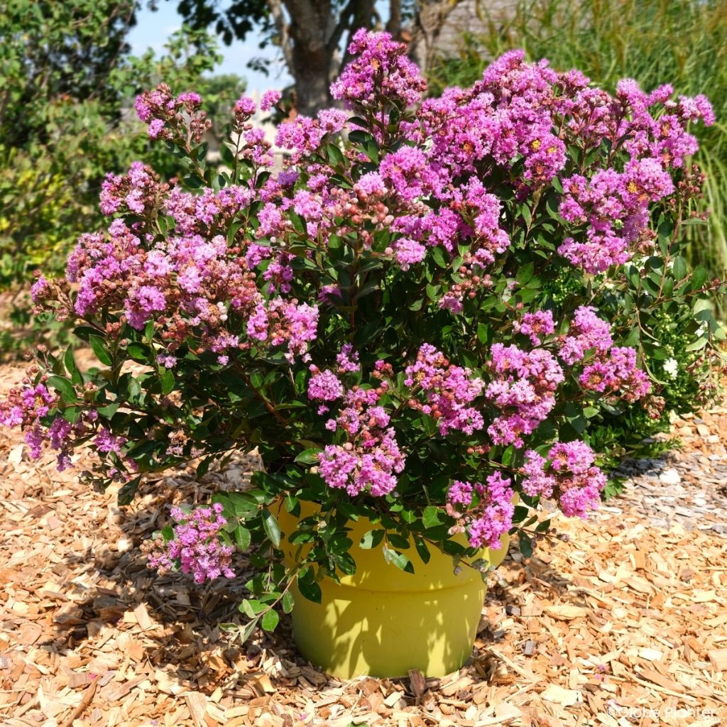 Lagerstroemia Gourmet Violetta - Lilas des Indes