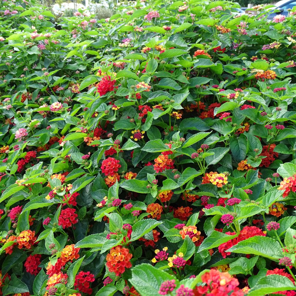 Lantana camara Bloomify Red