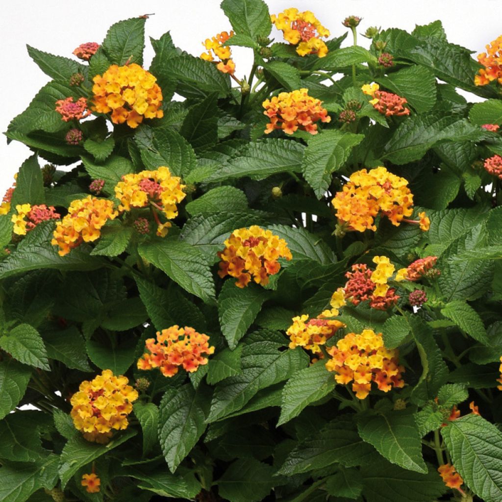 Lantana camara Bloomify Orange